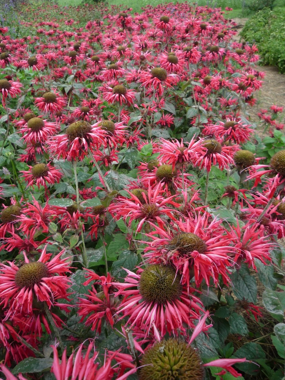 monarda