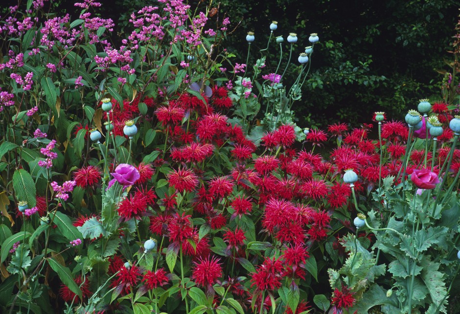 monarda