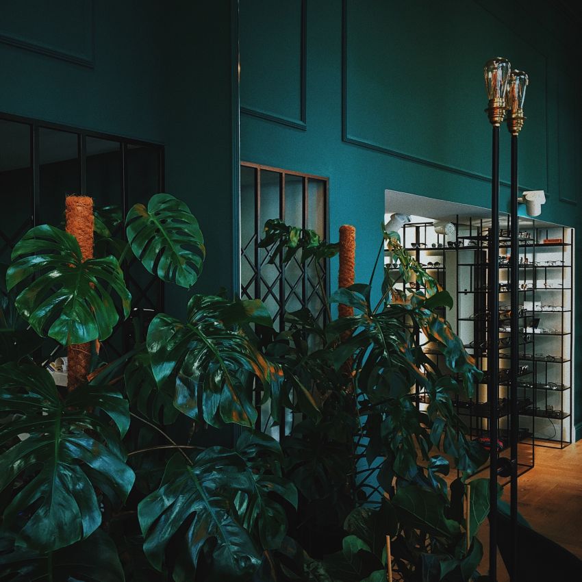monstera w salonie