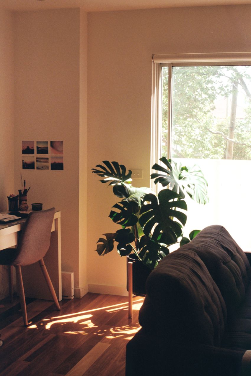 monstera w salonie