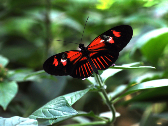 gniazdko i jaja ptaka