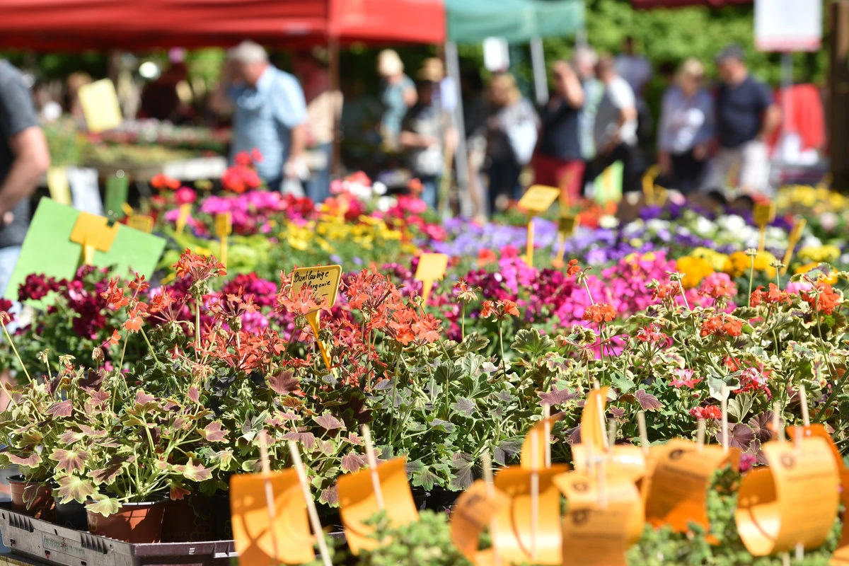 Tętniąca życiem scena targu na świeżym powietrzu przypominająca Gartenlust, z różnorodnością kwiatów doniczkowych na pierwszym planie, w tym czerwonych, różowych i pomarańczowych. Kupujący wędrują po rozmytym tle pod zielonymi i czerwonymi namiotami, przywołując czarującą atmosferę austriackiego festiwalu.