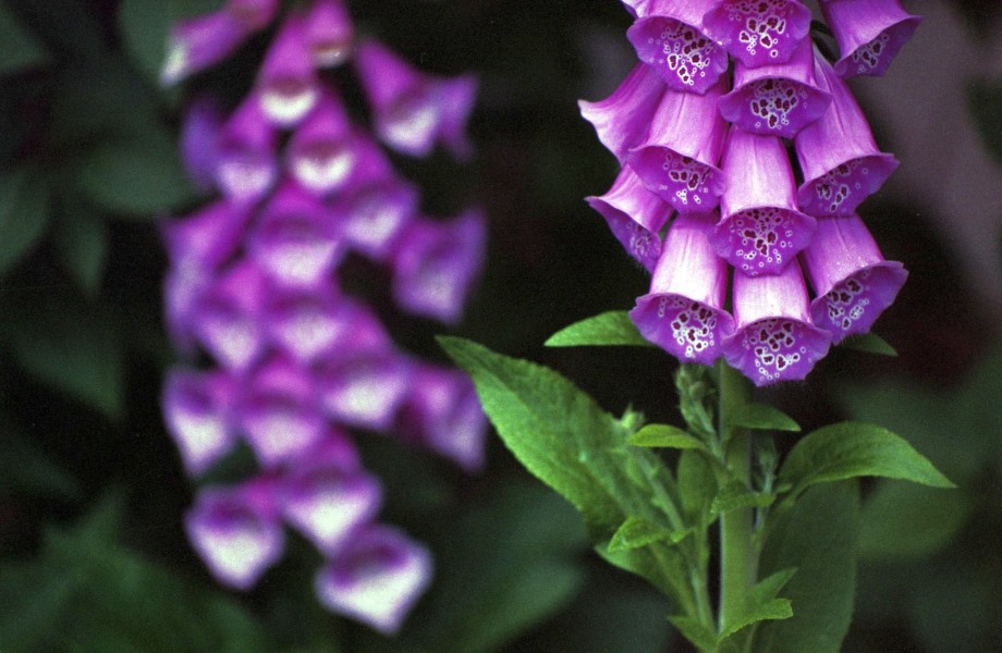 naparstnica