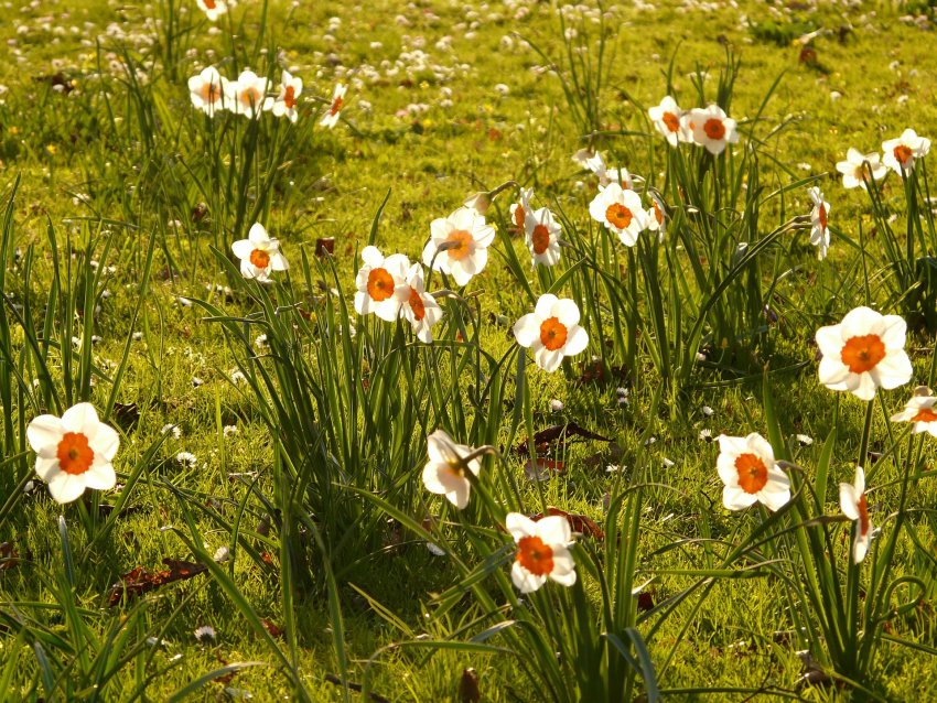 narcyzy na trawniku