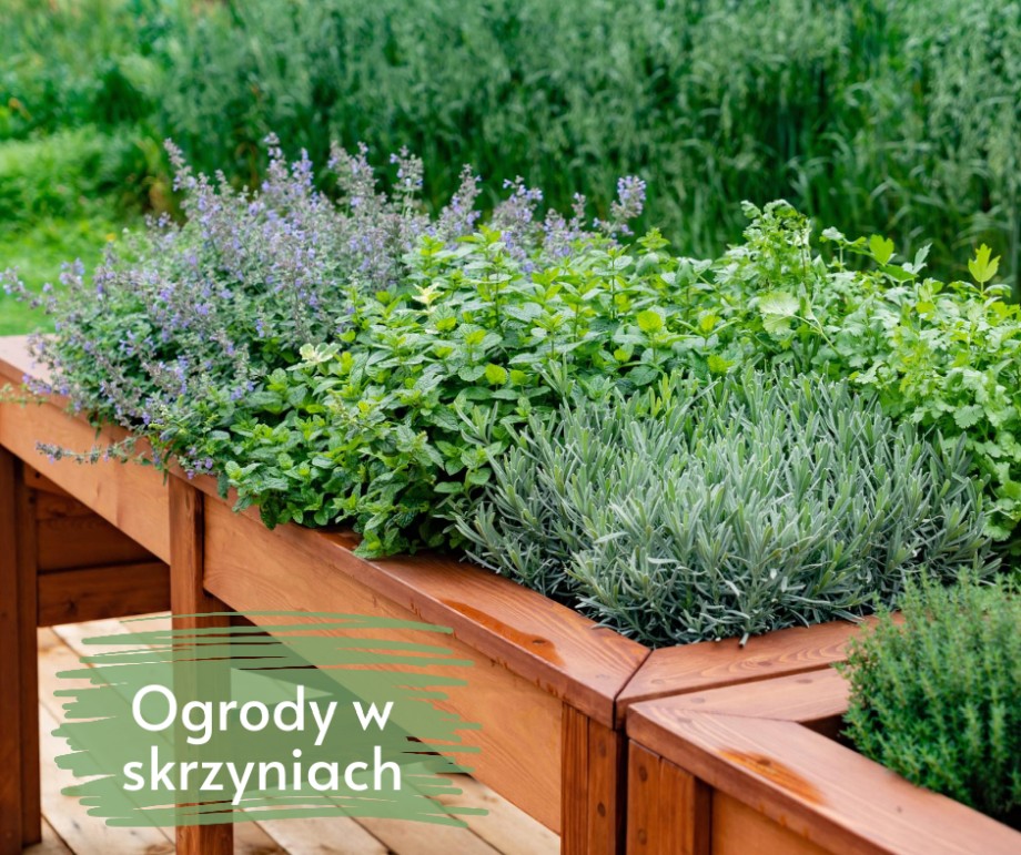 ogród w skrzyni