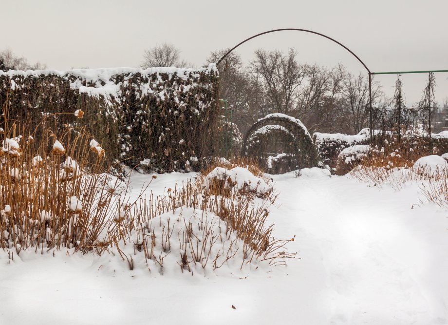 zaśnieżony ogród i przykryty śniegiem przycięty iglak