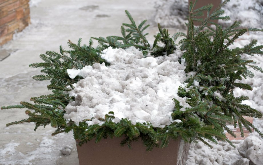 donice przykryte śniegiem