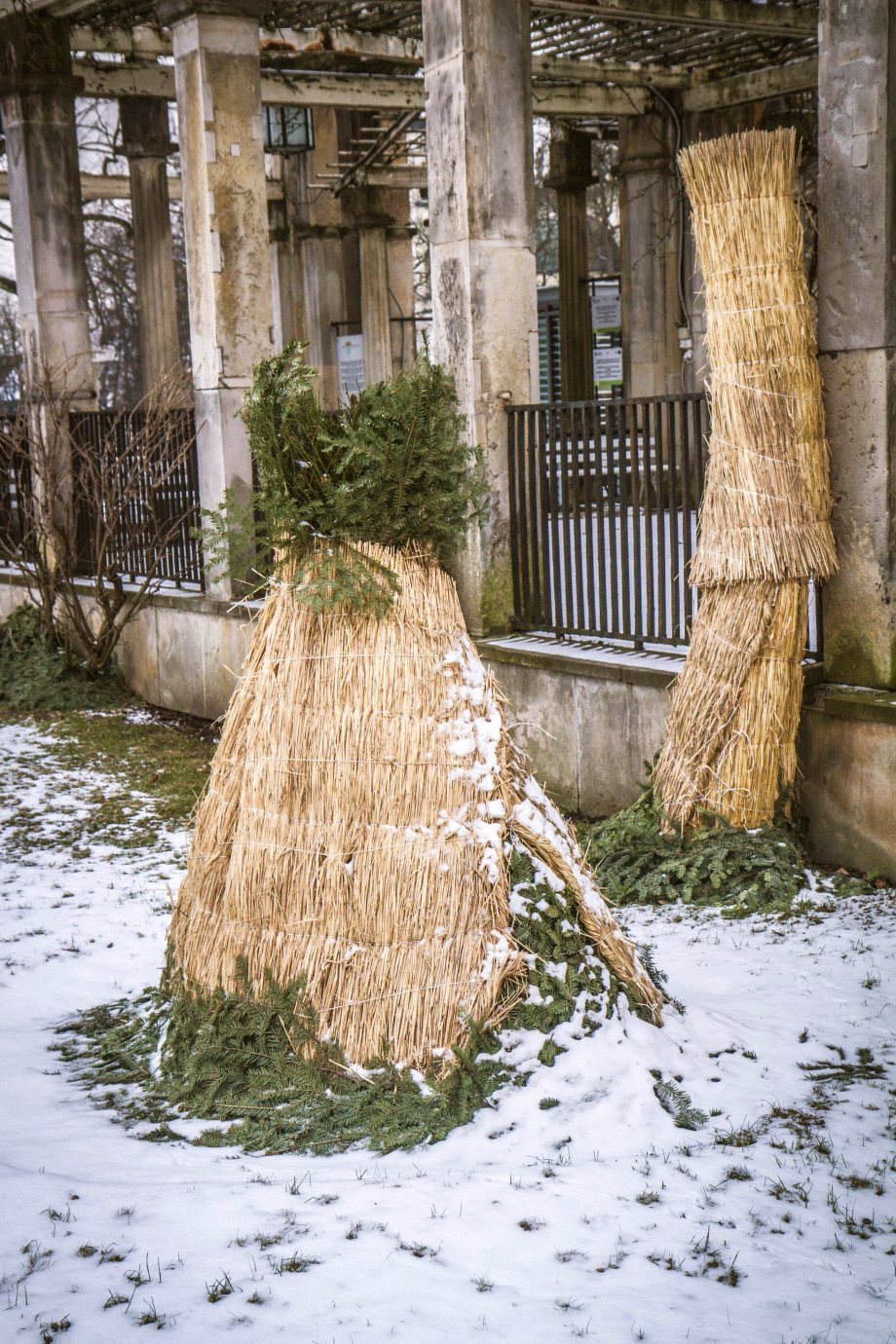 rośliny okryte włókniną