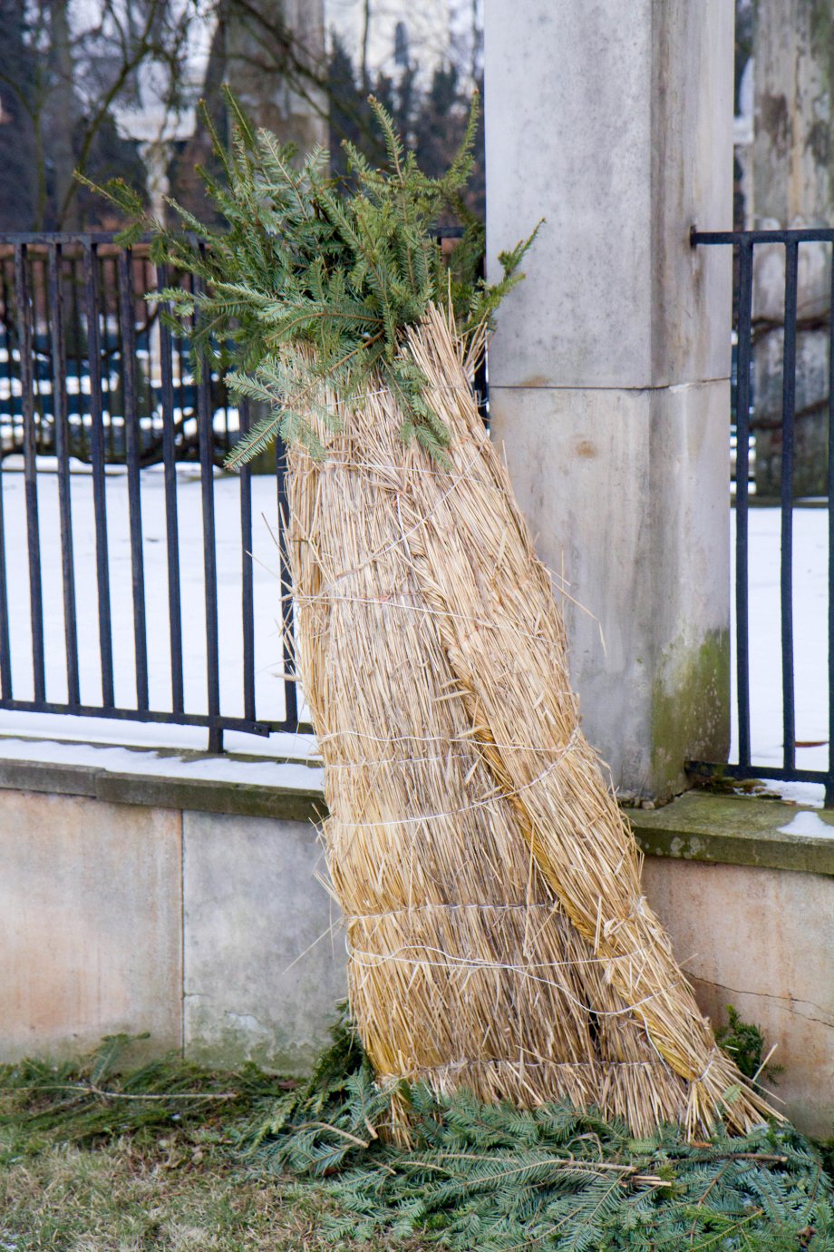 roślina okryta przed śniegiem słomą i gałązkami iglaka