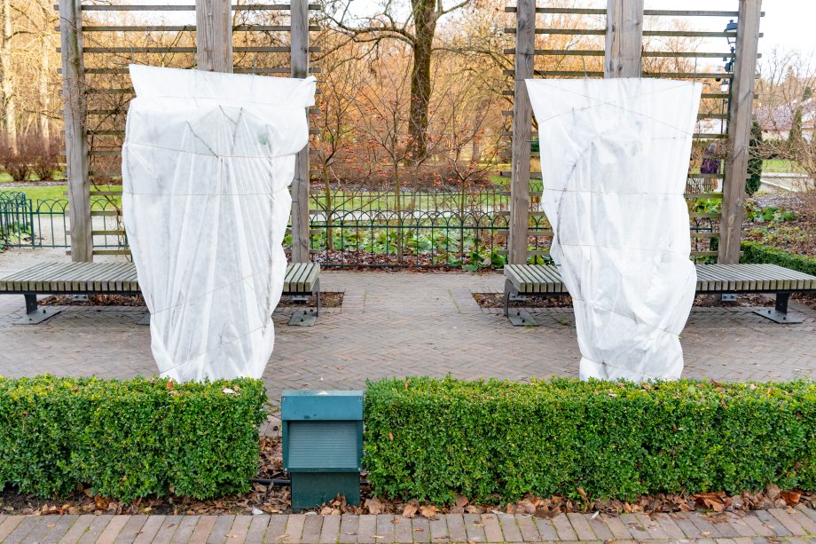 roślona okryta przed śniegiem gałązkami iglaka