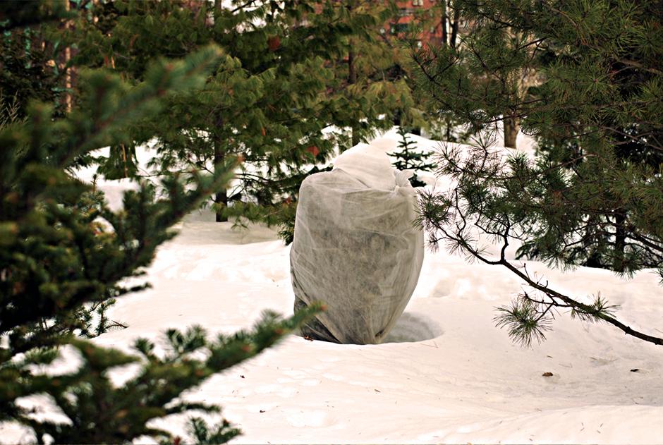 iglak okryty agrowłókniną