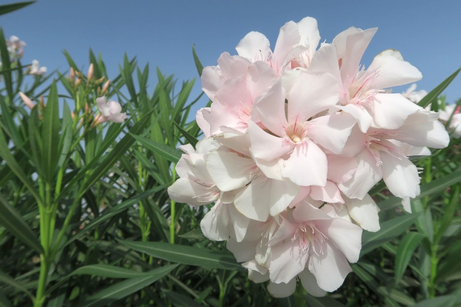 biały kwiat oleandra