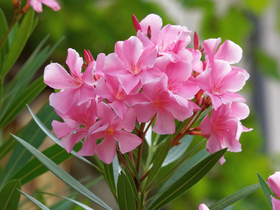 krzew i kwiaty oleandra