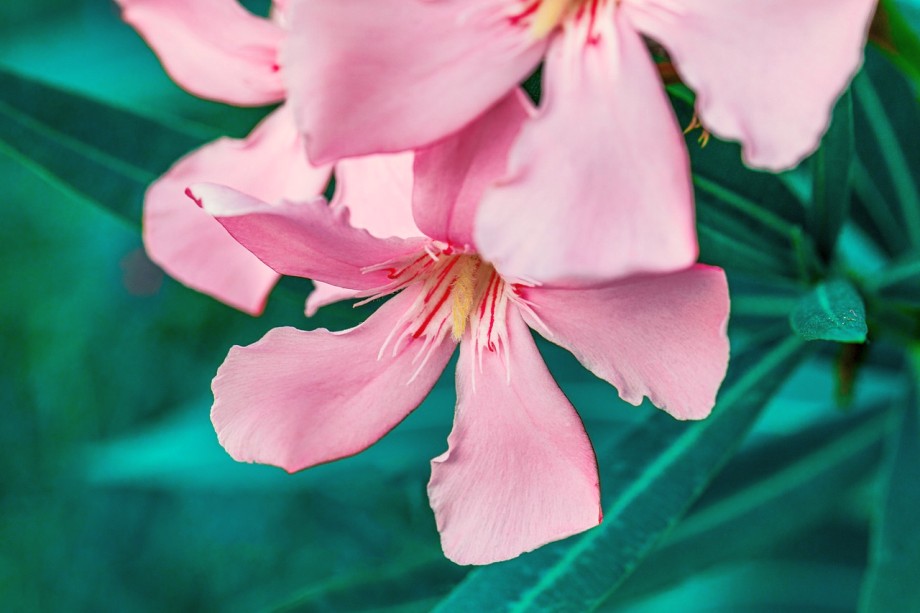 różowy kwiat oleandra