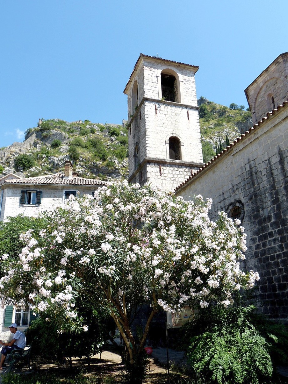 oleander na tle starego budynku