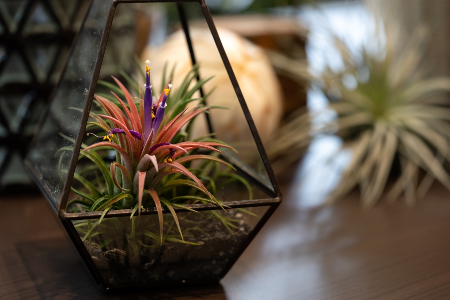 oplątwa na specjalnym stojaku