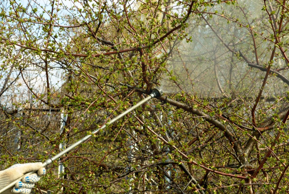 oprysk drzew owocowych