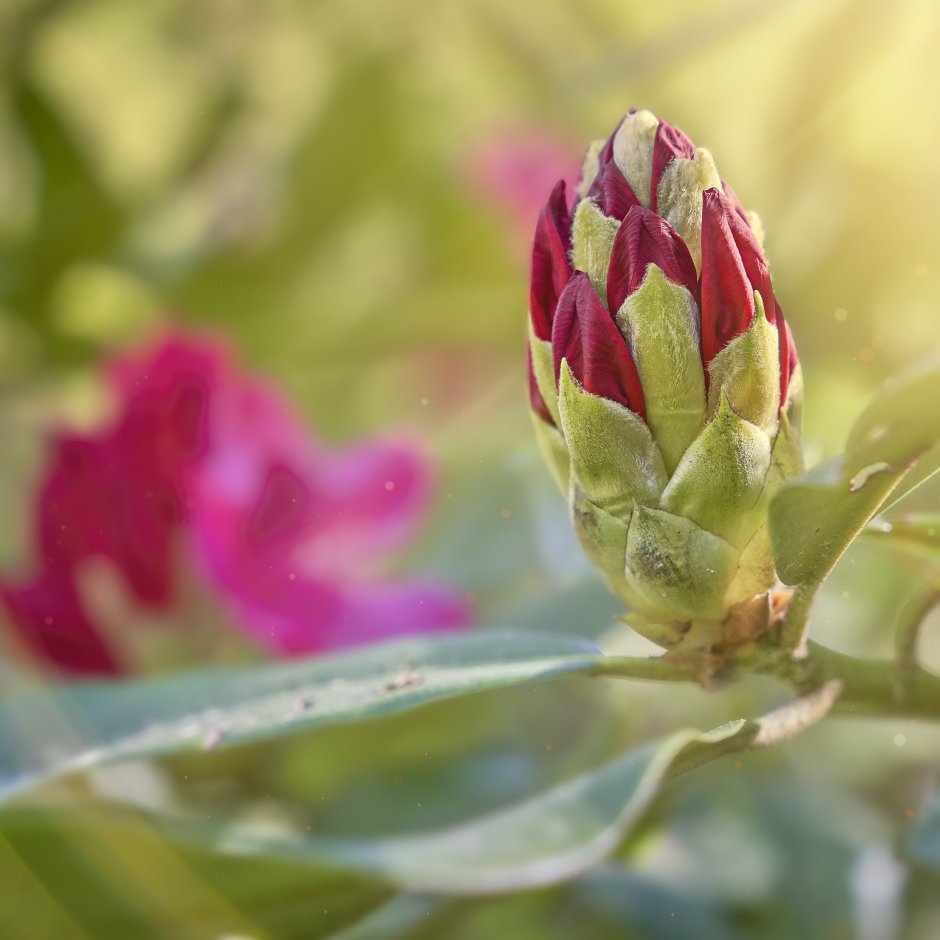 pomarańczowy rododendron