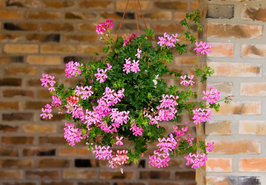 pelargonia w wiszącej donicy