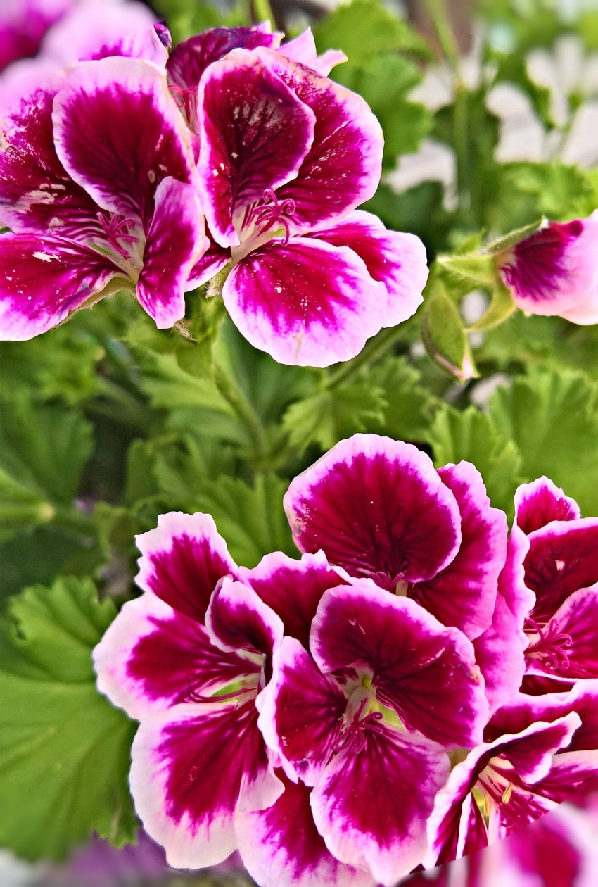 pelargonie angielskie w koszu