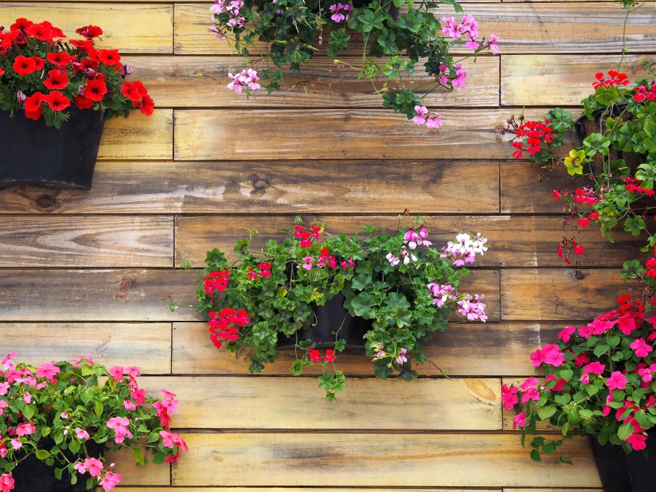 pelargonie na drewnianej ścianie