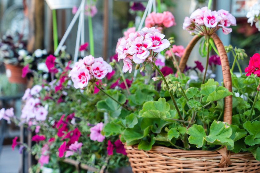 pelargonie w donicy