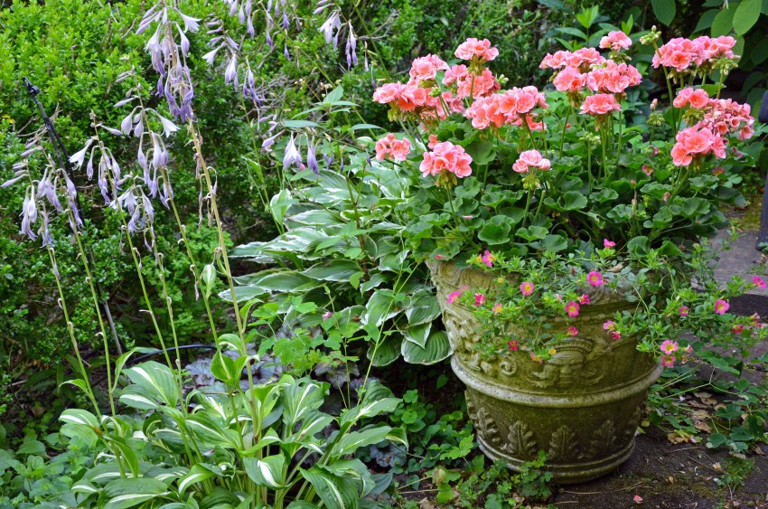 o wymaganiach i zaletach pelargonii