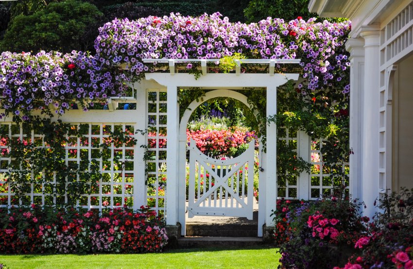 pergola z kwiatami przed domem