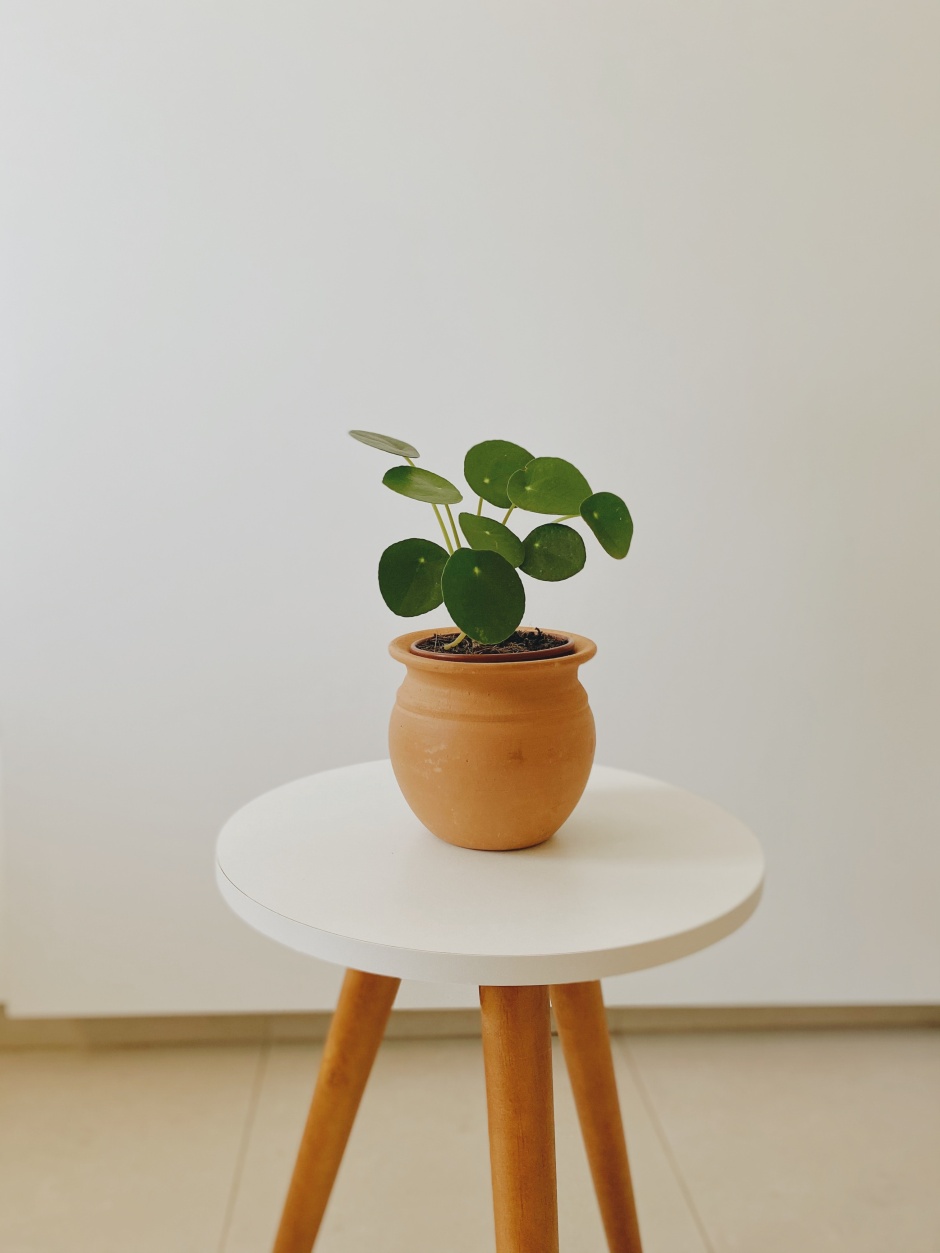 pilea w doniczce