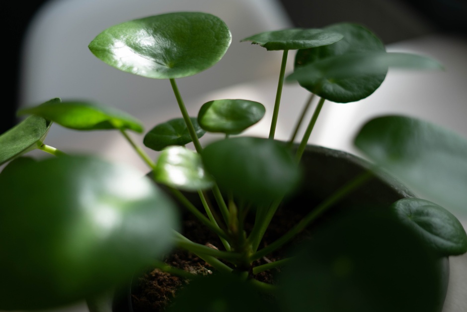 pilea w doniczce