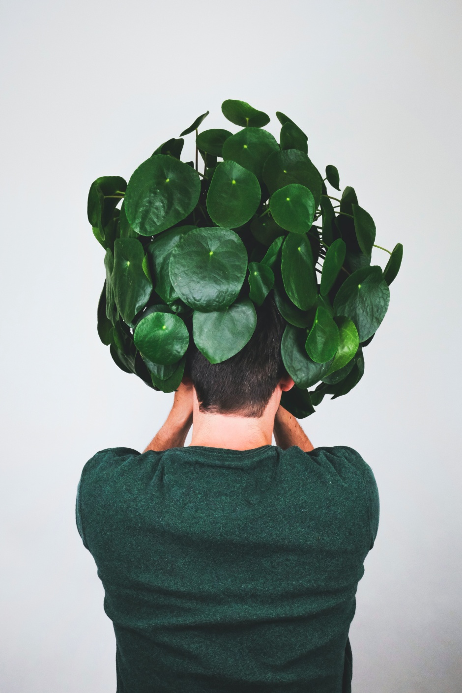 pilea w wiszącej doniczce