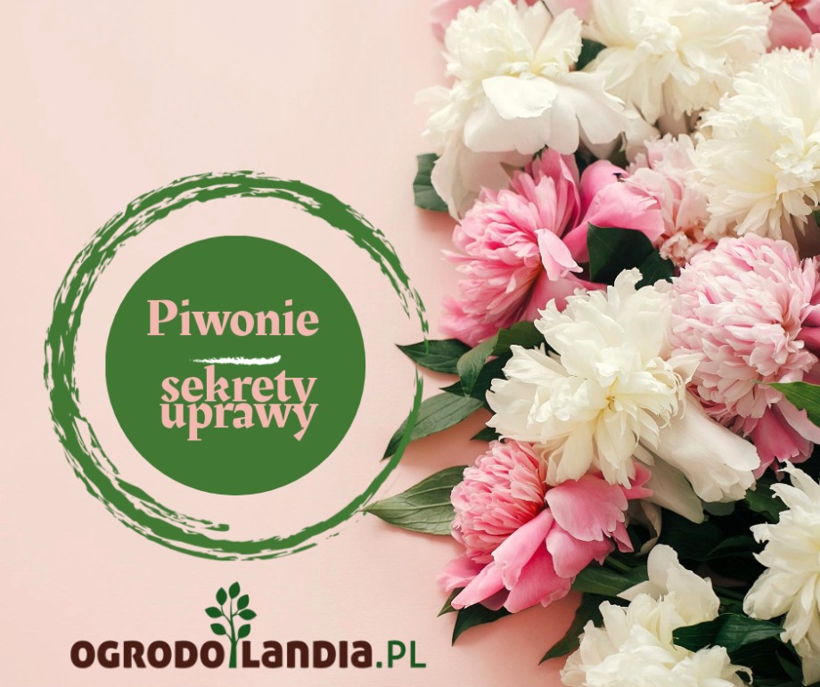 piwonia pełna