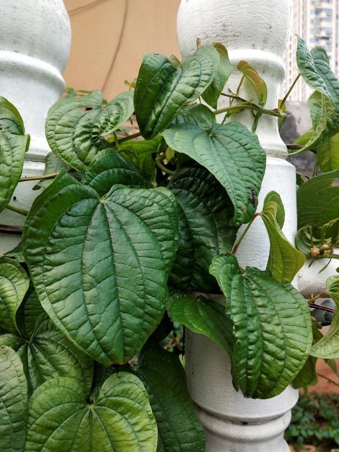 pnące się po ogrodzeniu pędy pochrzynu 