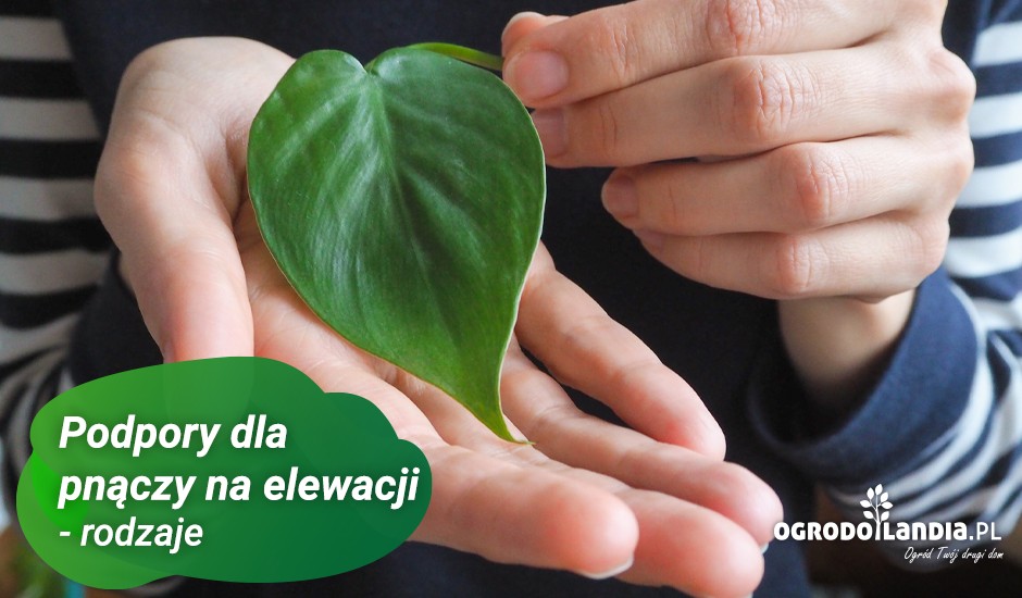 róża pnąca