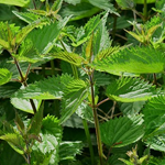 pokrzywa