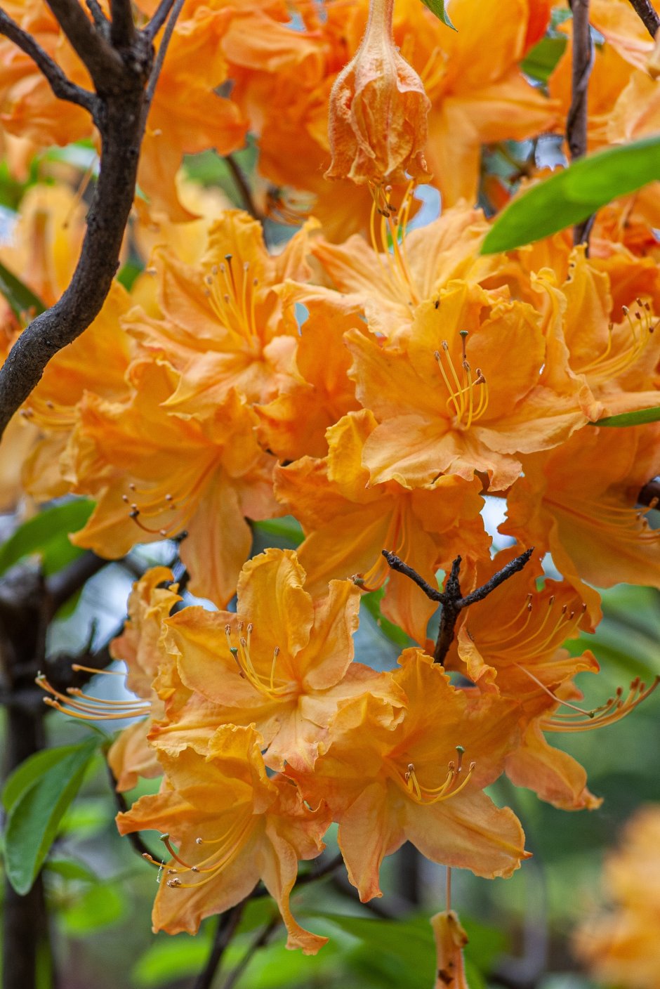rododendron w ogrodzie