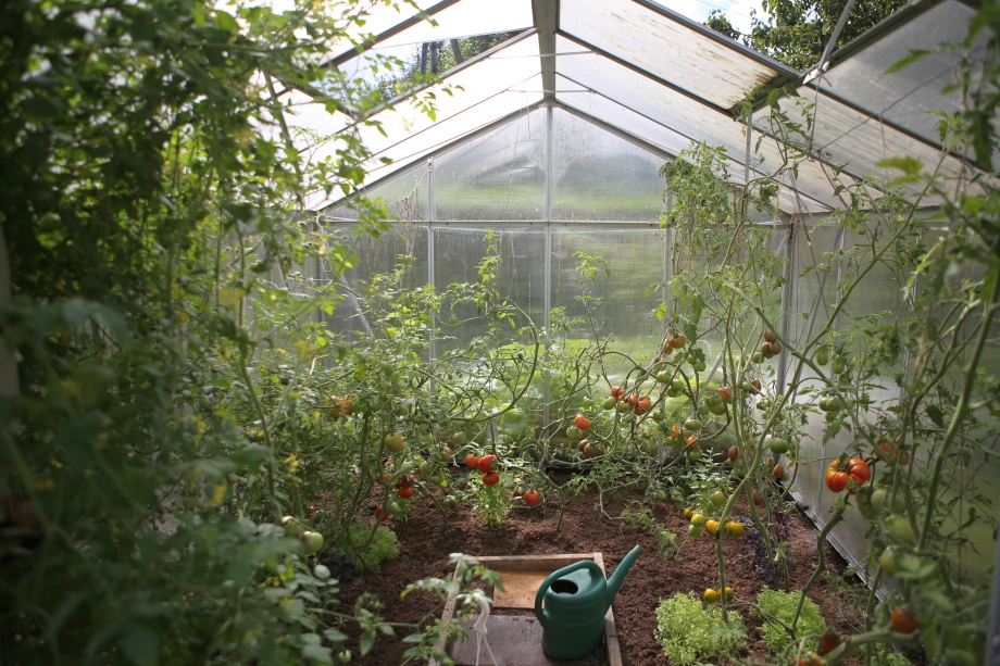 pomidory w szklarni