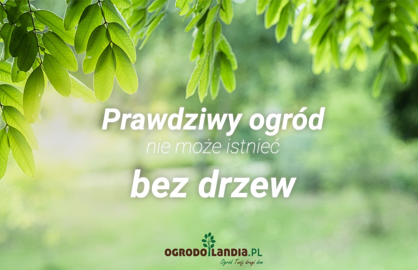 prawdziwy ogród nie może istnieć bez drzew