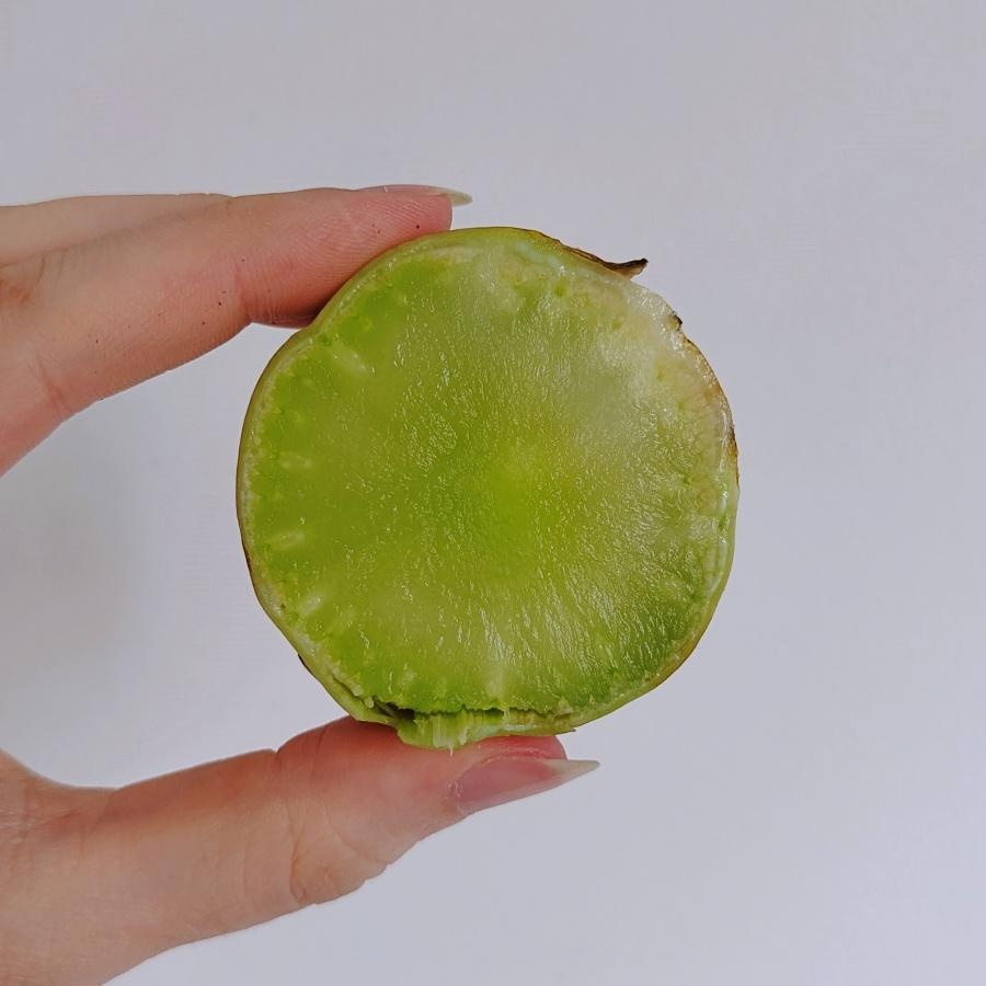 przekrój przez łodygę sałaty łodygowej