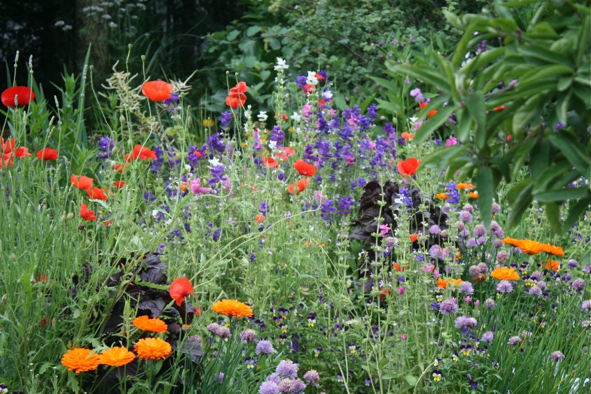 rabata w stylu wiejskim z wieloma roślinami
