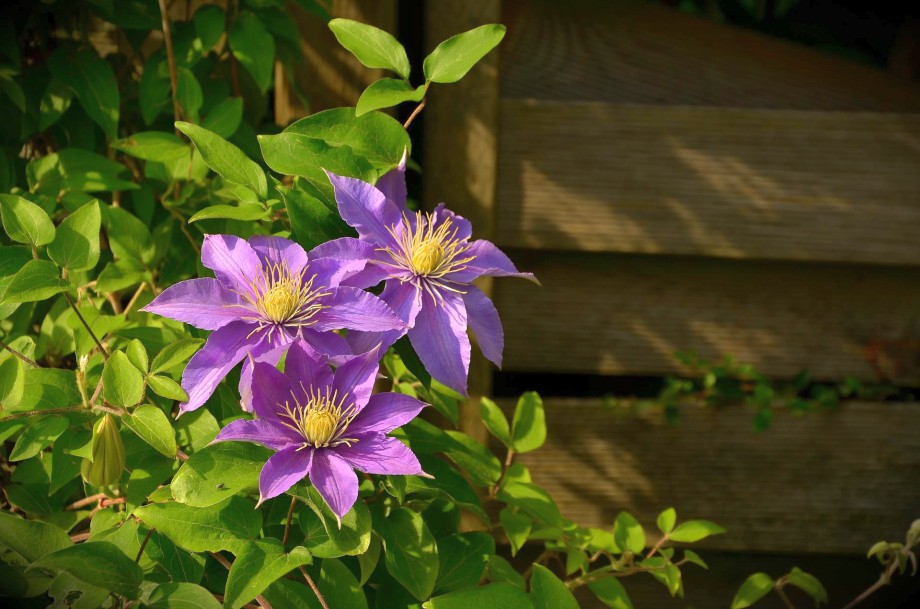 kwiaty clematisu