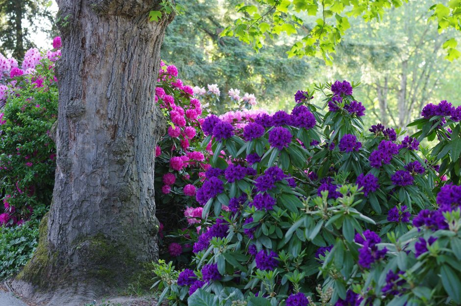 biały rododendron w parku