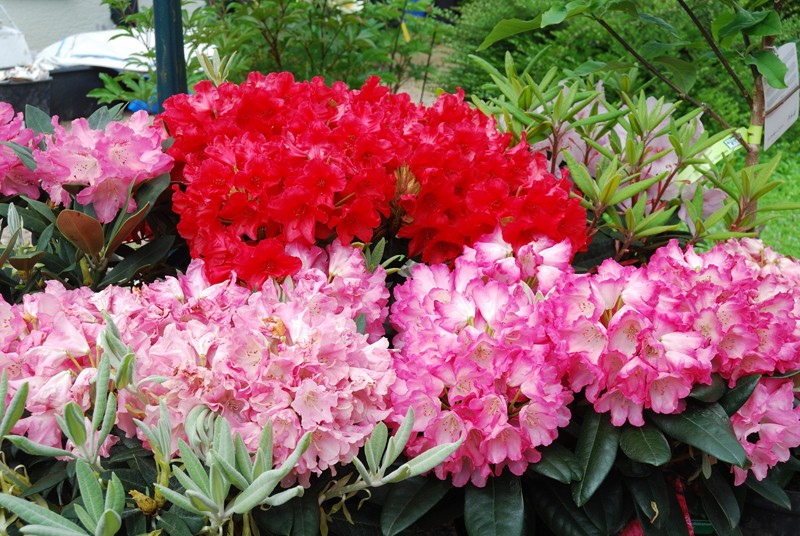 Rhododendron