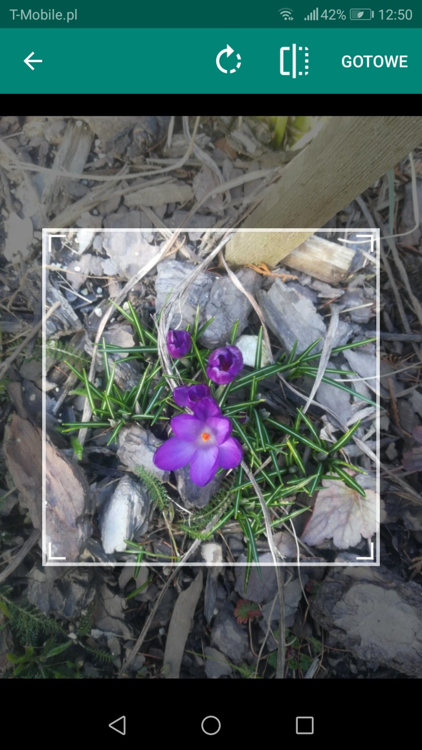robienie zdjęć z aplikacją plantsnap