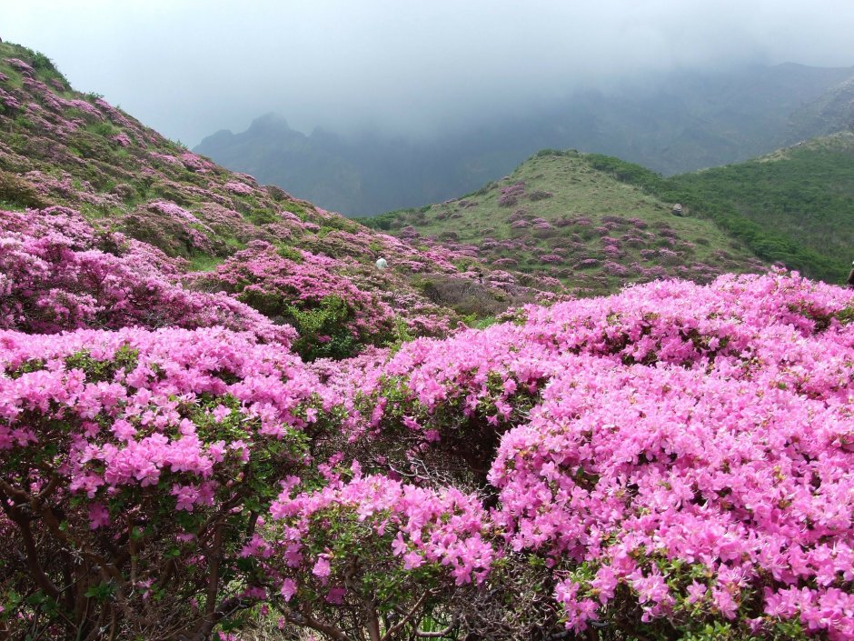 rododendron w górach