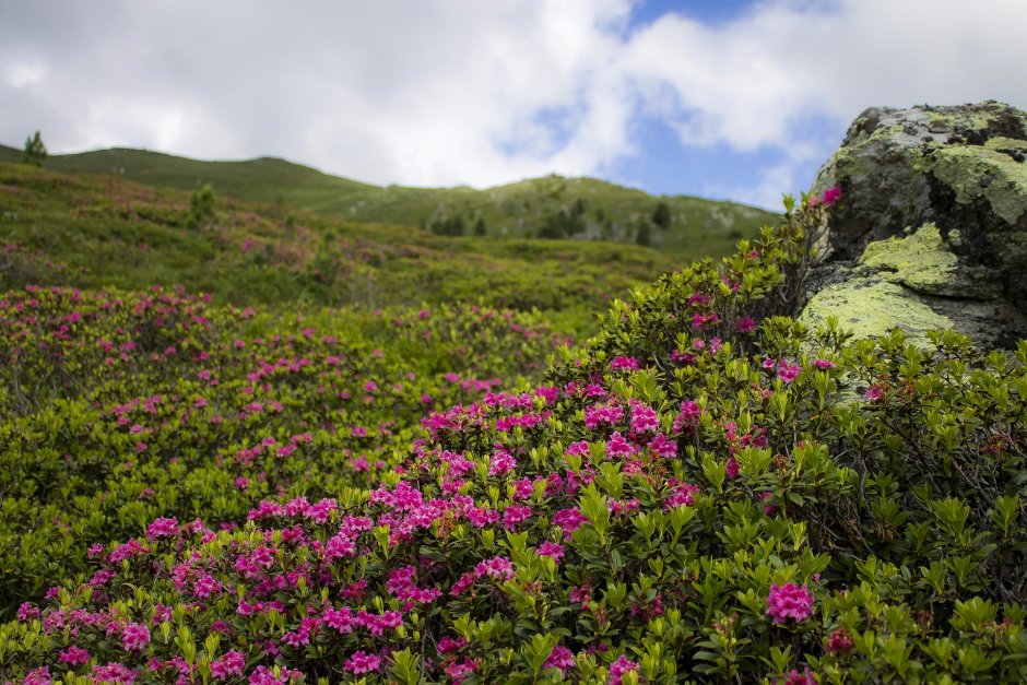 rododendron w naturze