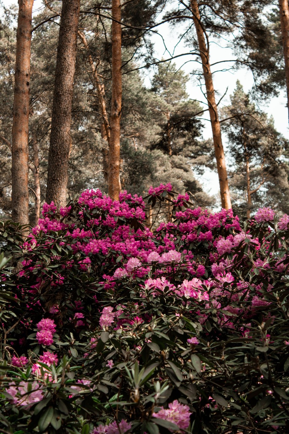 rododendron w górach