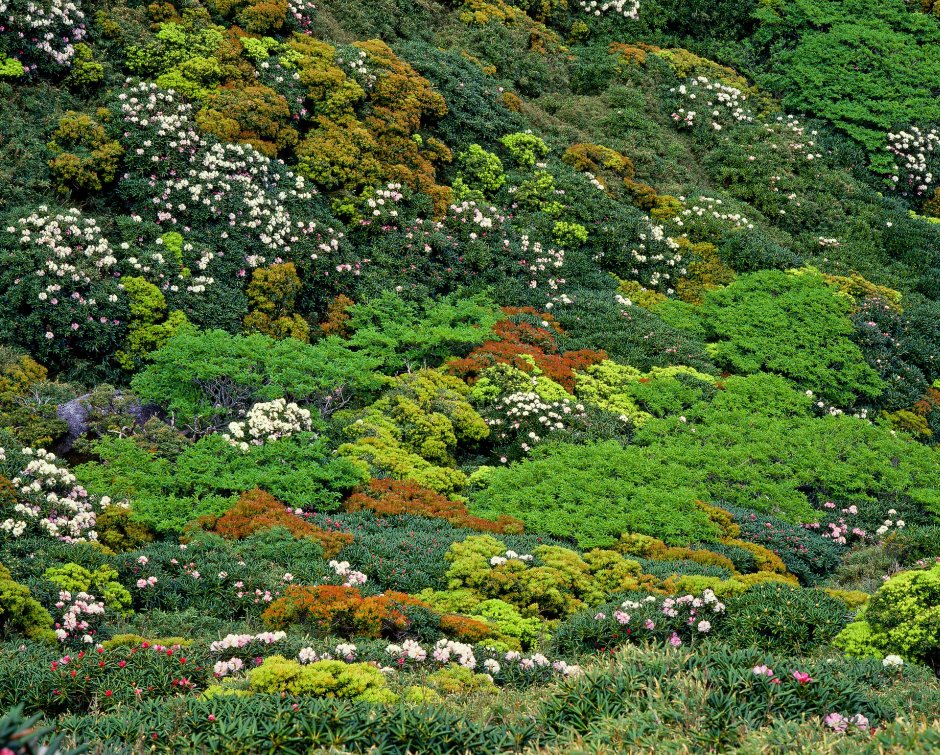 różowy rododendron