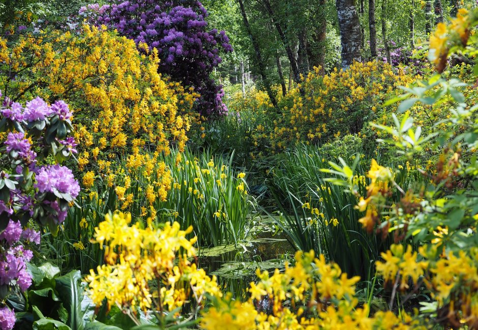 biały rododendron