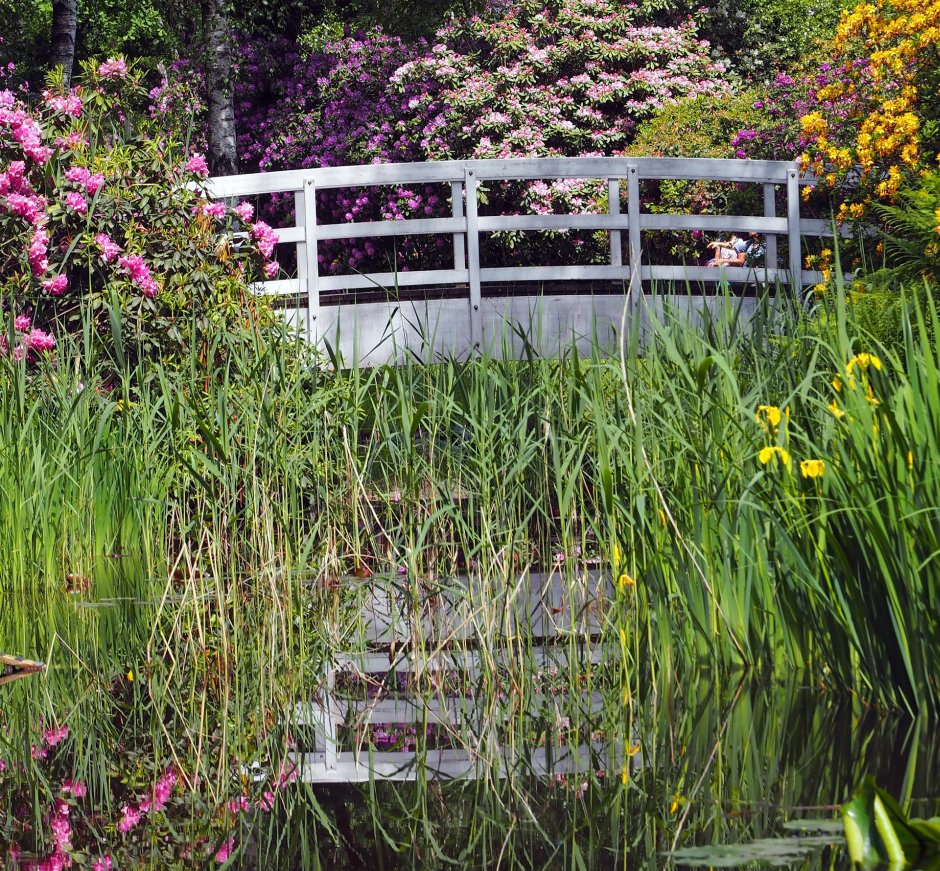 rododendron w lesie